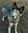 adoptable Dog in redmond, WA named EVA GREENE