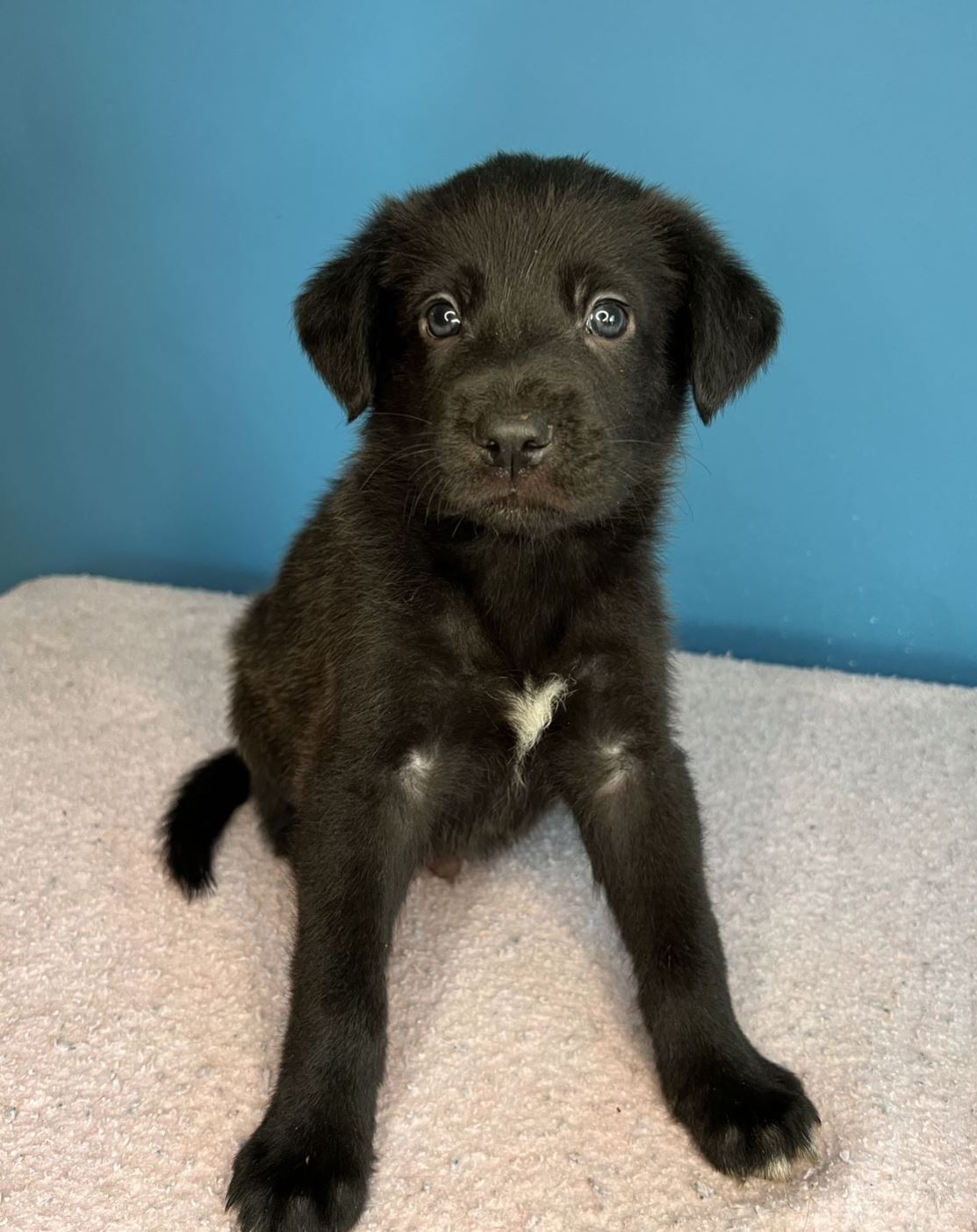 Dog for Adoption - SHERRY NUGIL, a Labrador Retriever in Machias, WA ...