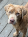 adoptable Dog in redmond, WA named EVAN PETERS