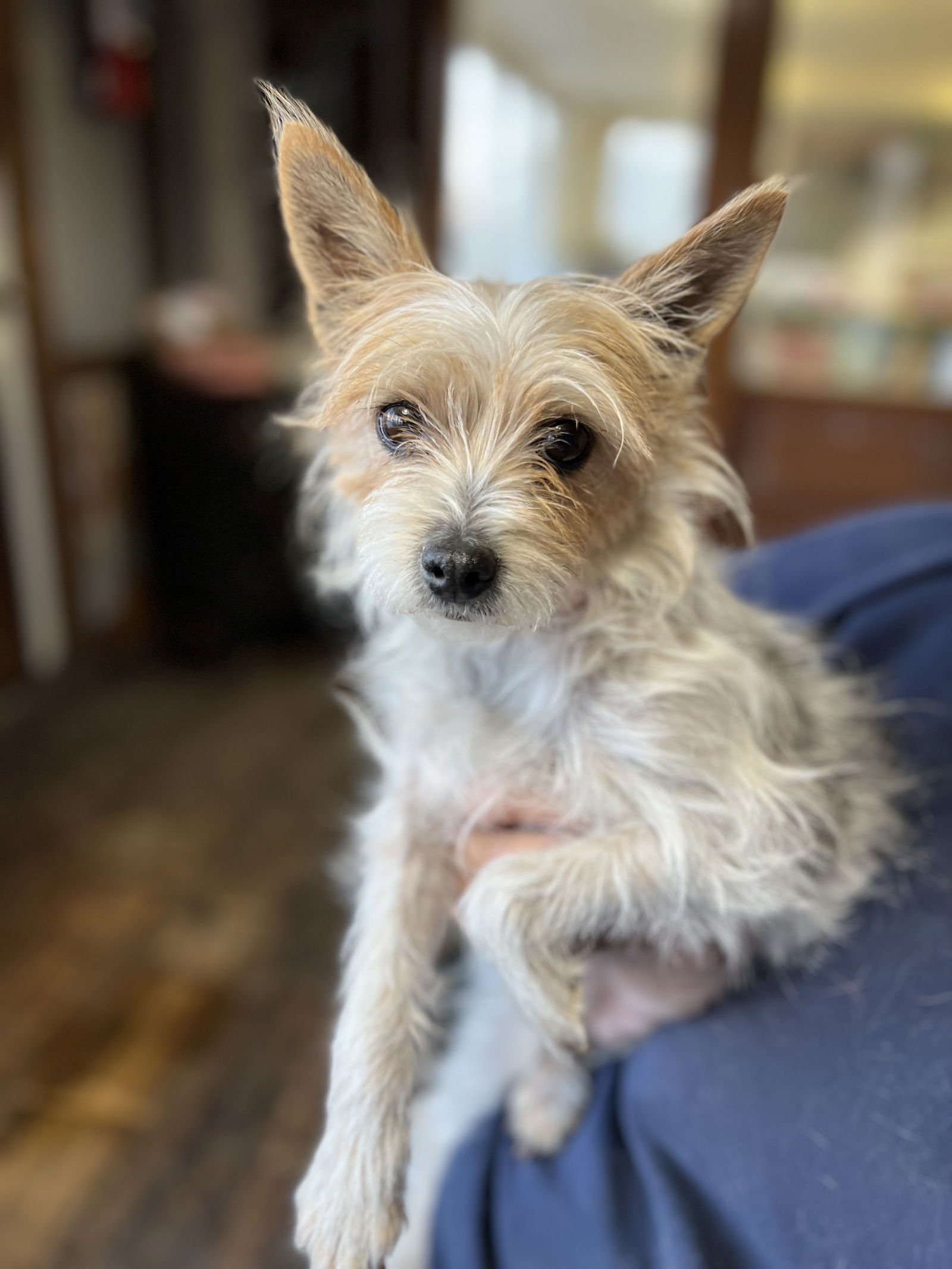 Dog for Adoption - MARILYN THORNHILL, a Yorkshire Terrier Yorkie in 