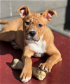 adoptable Dog in redmond, WA named ELLEN RIPLEY