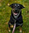 adoptable Dog in redmond, WA named EUGENE OTTINGER