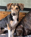 adoptable Dog in redmond, wa, WA named JENNY SLATE