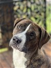 adoptable Dog in redmond, WA named EMMETT RICHMOND