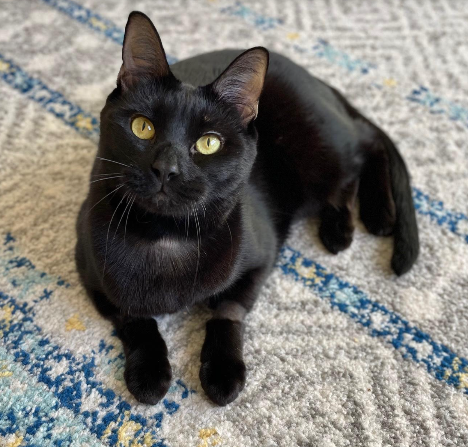 adoptable Cat in Redmond, WA named Billy Talent