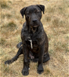 adoptable Dog in redmond, wa, WA named JOEL MILLER