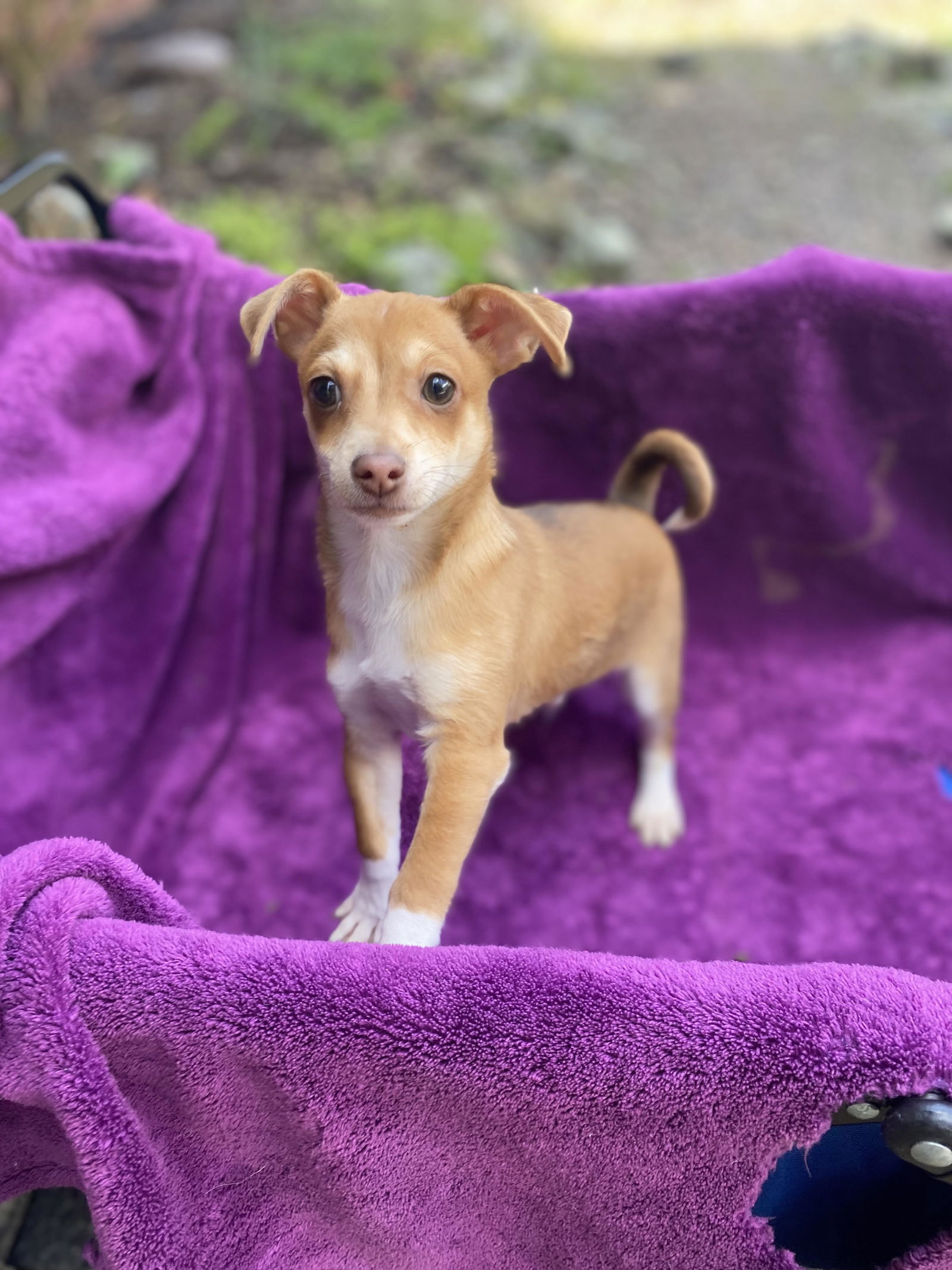 Dog for Adoption - DAN ESPINOZA, a Chihuahua in North Bend, WA | Alpha Paw