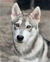 adoptable Dog in redmond, WA named BALERION