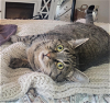 adoptable Cat in redmond, wa, WA named Jalapeno