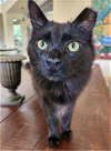 adoptable Cat in redmond, WA named Ocean Shores