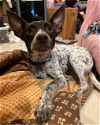 adoptable Dog in redmond, wa, WA named MARDY BUM