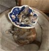 adoptable Cat in redmond, wa, WA named Key Biscayne