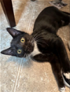 adoptable Cat in redmond, WA named Tagliatelle