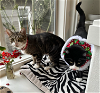 adoptable Cat in redmond, wa, WA named Lorna Doone and Nabisco