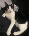 adoptable Cat in redmond, WA named Papa Noel
