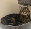 adoptable Cat in redmond, WA named St. Nicholas