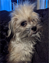 adoptable Dog in redmond, WA named SALUD