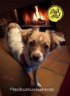 adoptable Dog in redmond, WA named CIN CIN
