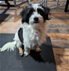 adoptable Dog in redmond, wa, WA named KIPPIS