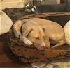 adoptable Dog in redmond, WA named MELINDA MAY