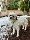 adoptable Dog in redmond, WA named SKAL