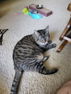 Birdie - Photo 4