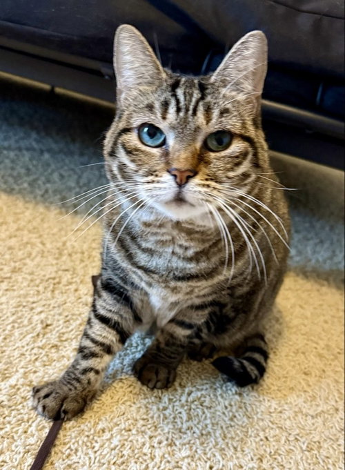 BIRDIE - Tabby / Domestic Short Hair available for adoption