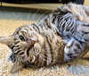 Birdie - Photo 2