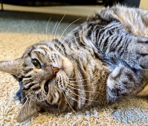 BIRDIE - Tabby / Domestic Short Hair available for adoption