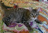 Birdie - Photo 6