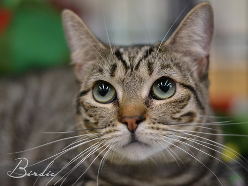 picture of the cat needing adoption