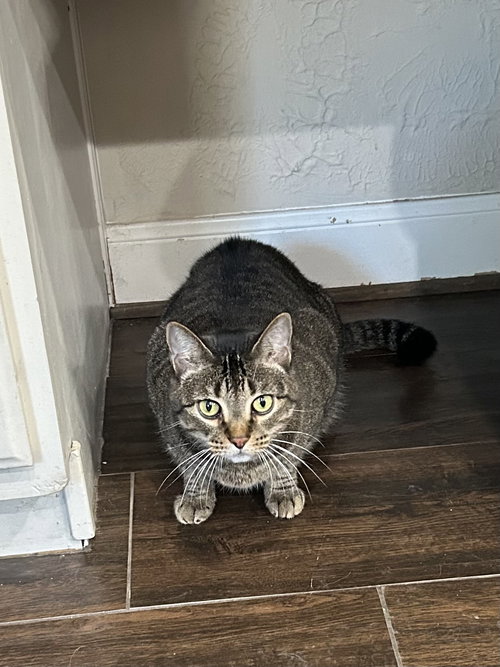 picture of the cat needing adoption