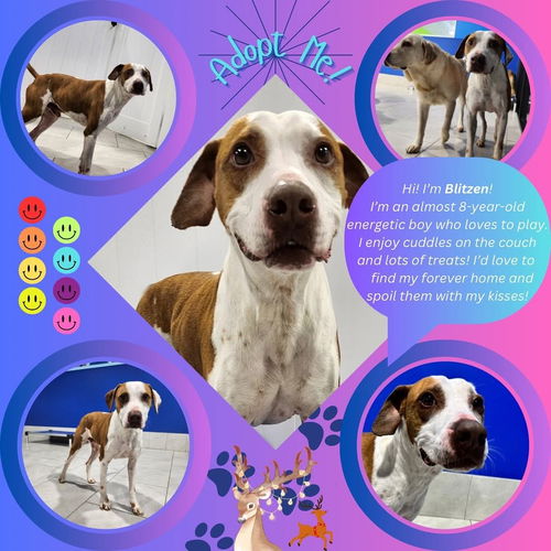 picture of the dog needing adoption