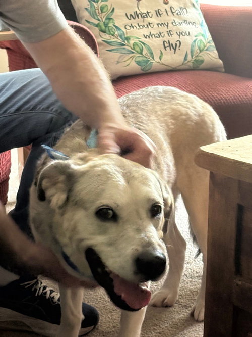 picture of the dog needing adoption