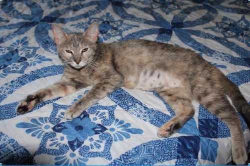 picture of the cat needing adoption