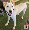 adoptable Dog in  named Beau
