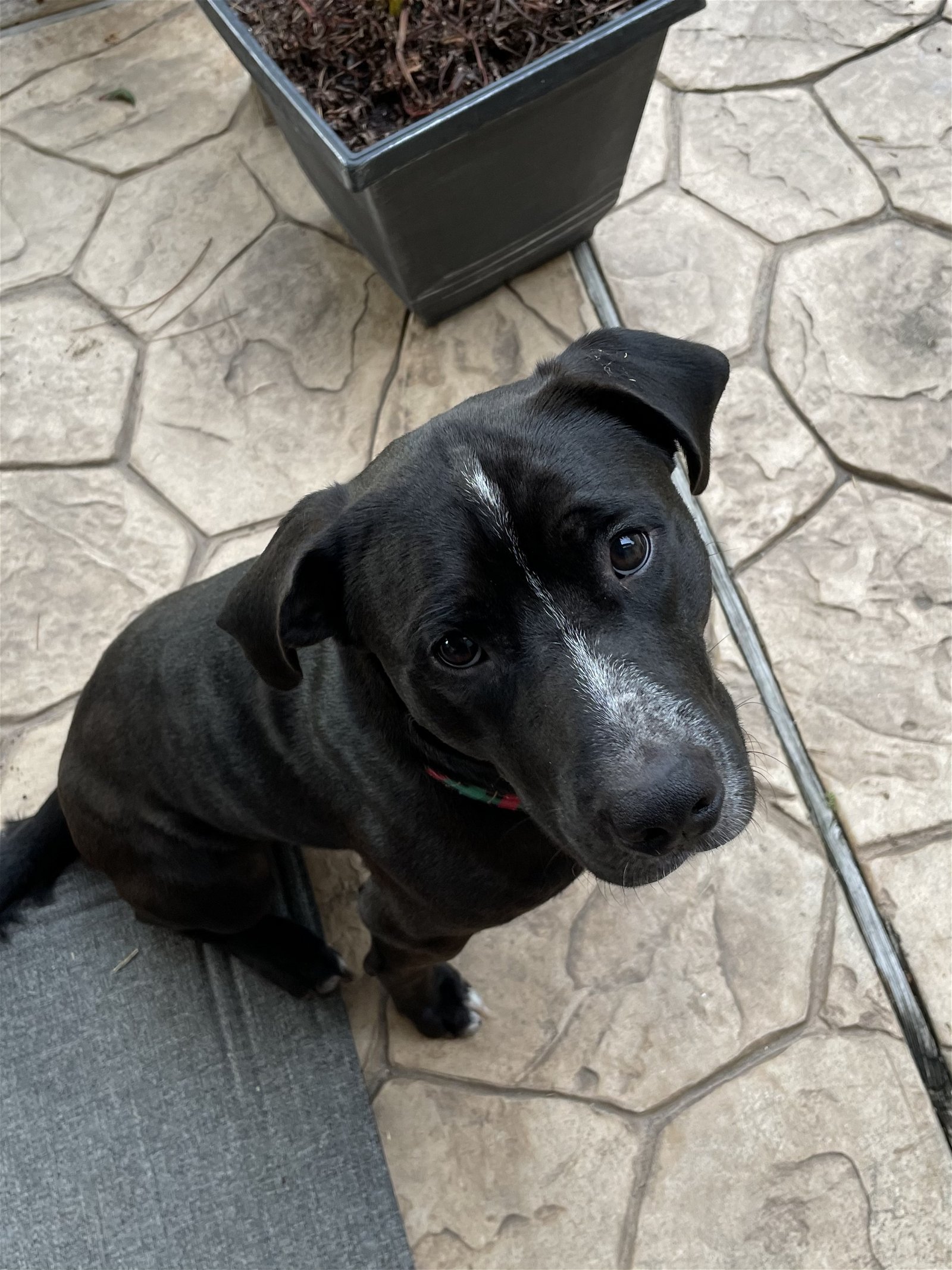 adoptable Dog in Spring, TX named Koda