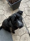 adoptable Dog in  named Koda
