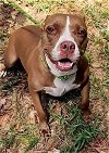 adoptable Dog in spring, TX named Colleen