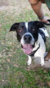 adoptable Dog in Spring, TX named Buck