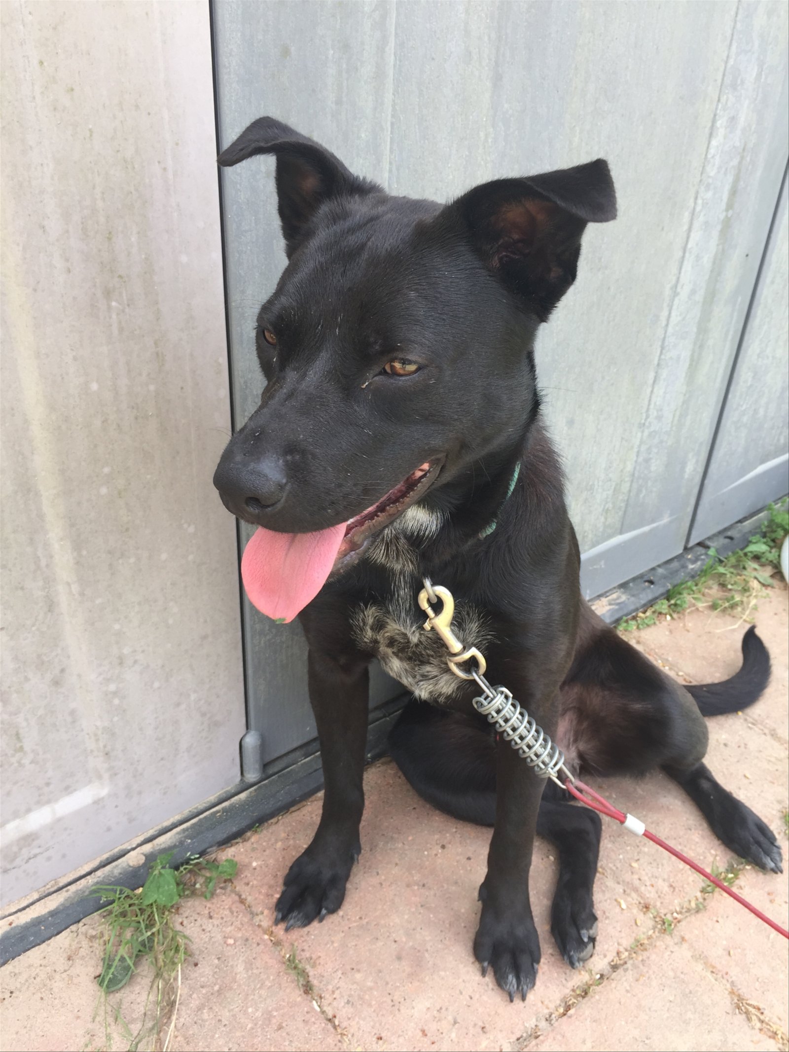 adoptable Dog in Montgomery, TX named Rabon