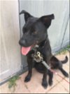adoptable Dog in montgomery, TX named Rabon