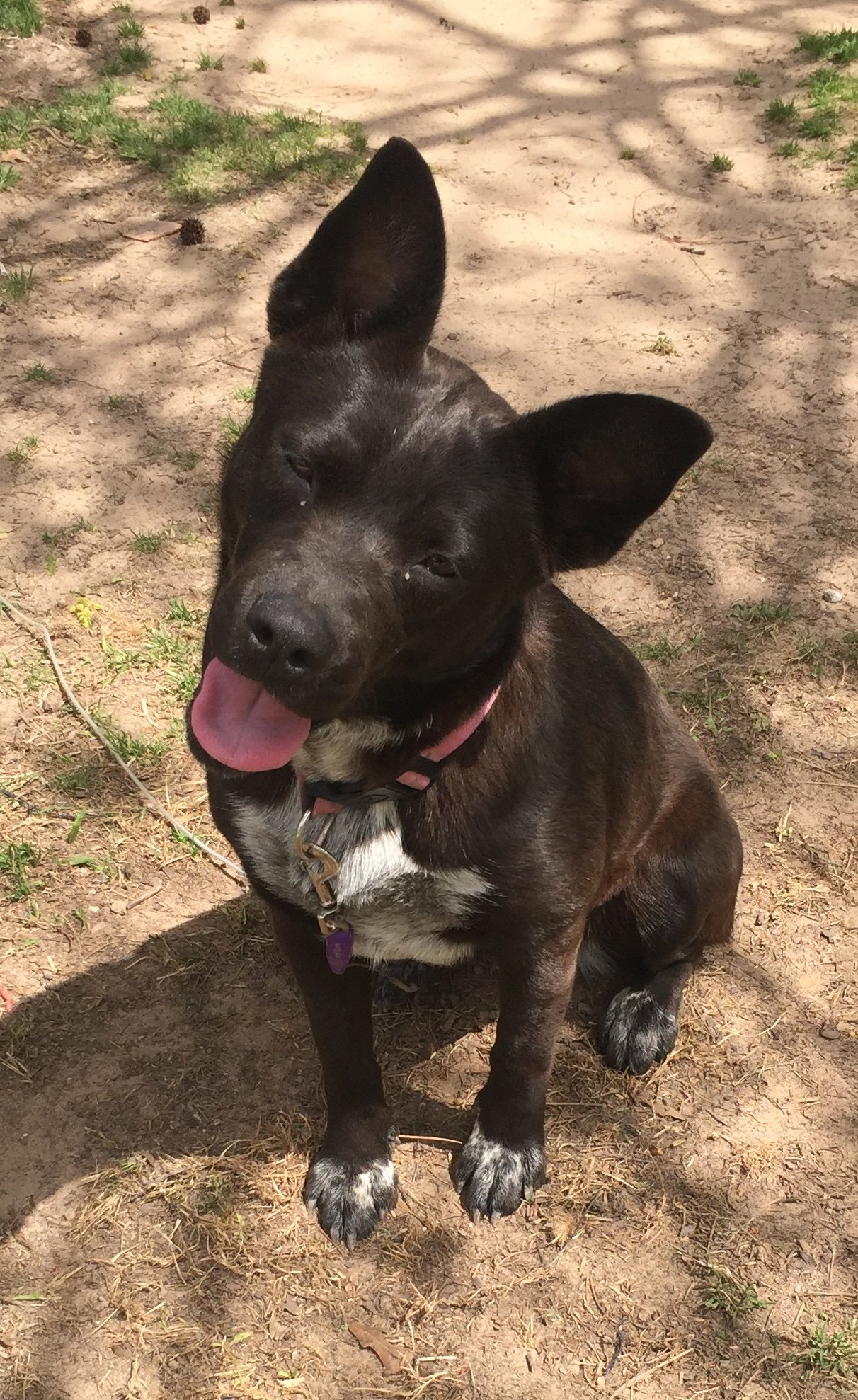 adoptable Dog in Montgomery, TX named Chapel