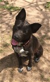 adoptable Dog in montgomery, tx, TX named Chapel