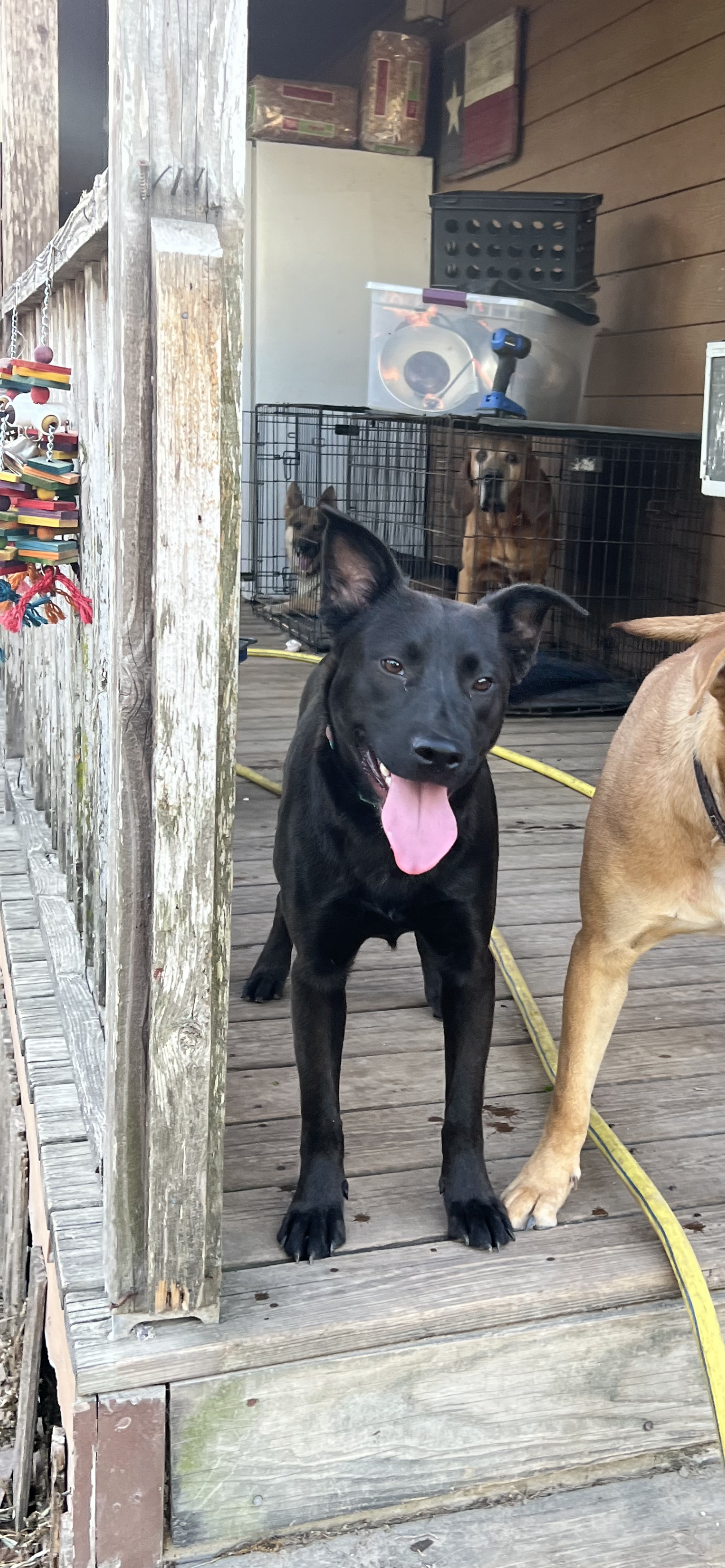 adoptable Dog in Spring, TX named Smoothie