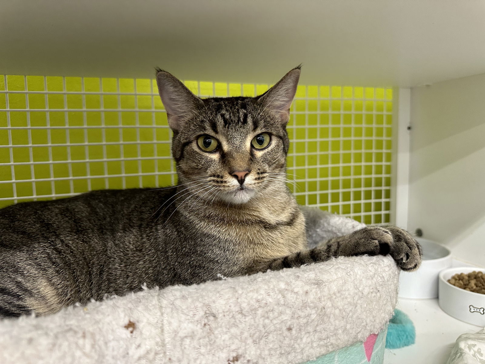 adoptable Cat in Montgomery, TX named JuJu