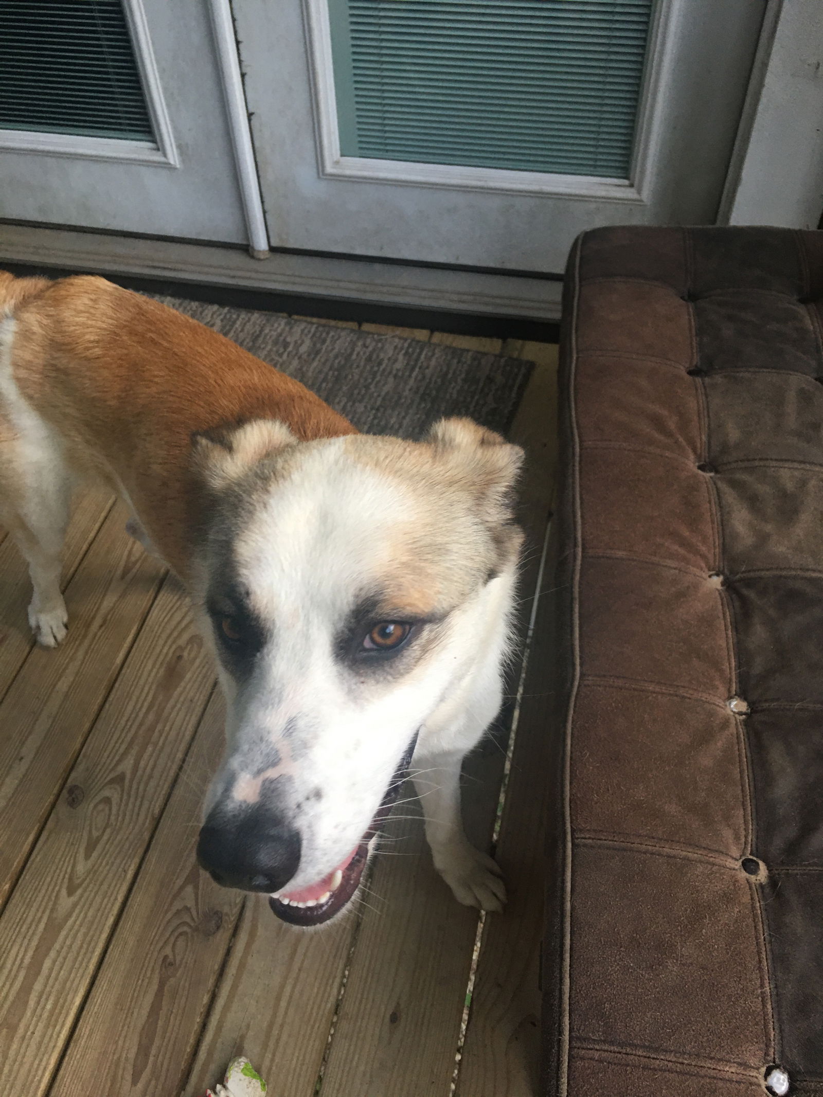 adoptable Dog in Spring, TX named Big Guy