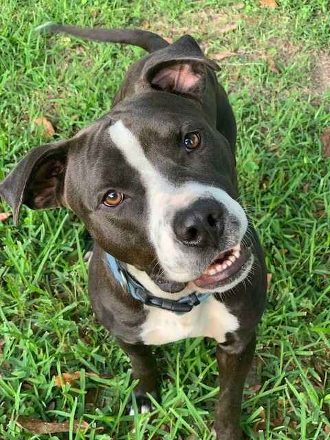 adoptable Dog in Spring, TX named Jersey