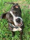 adoptable Dog in spring, TX named Jersey