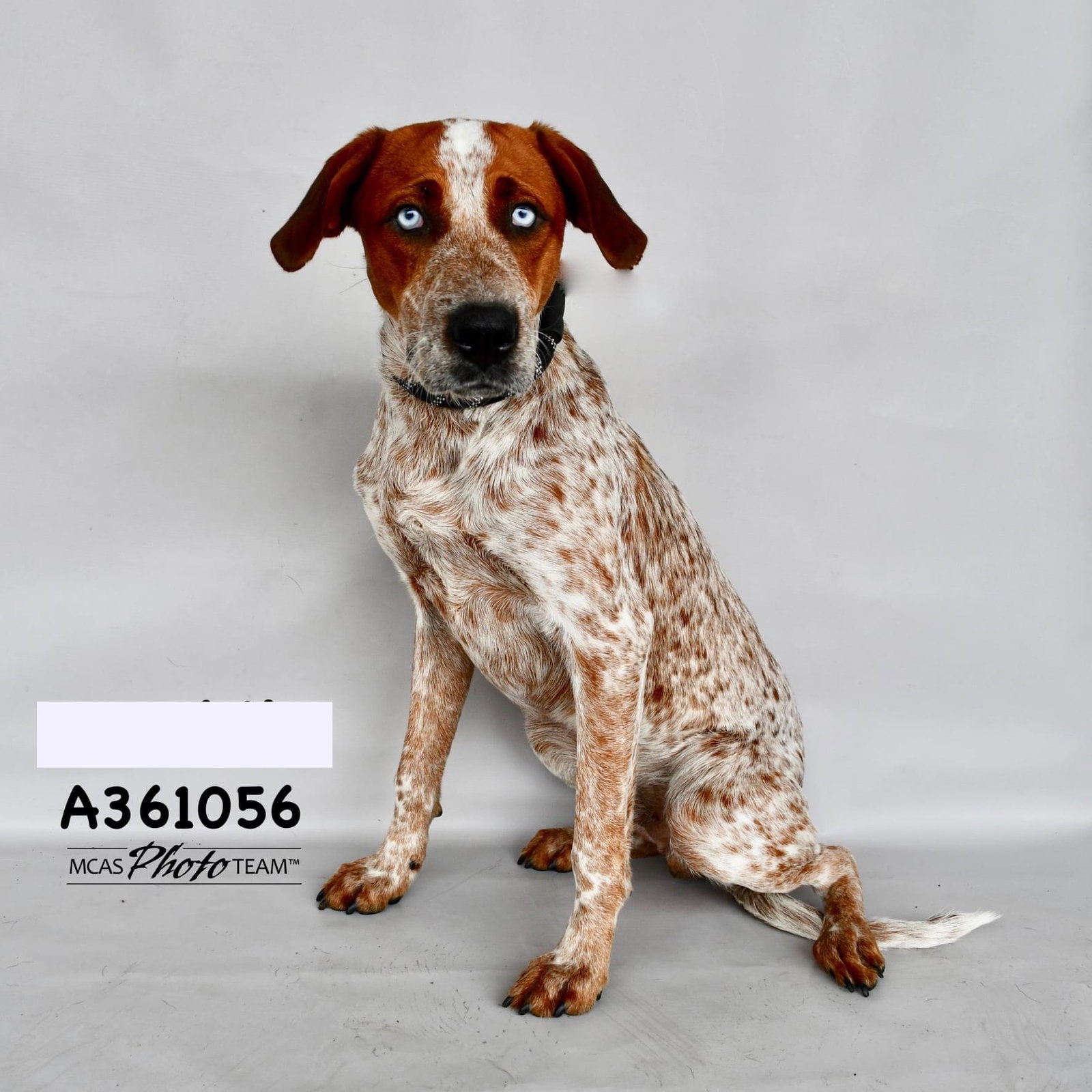 Dog for Adoption Fenton, a Catahoula Leopard Dog in Ganado, TX